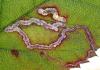 Stigmella sp.